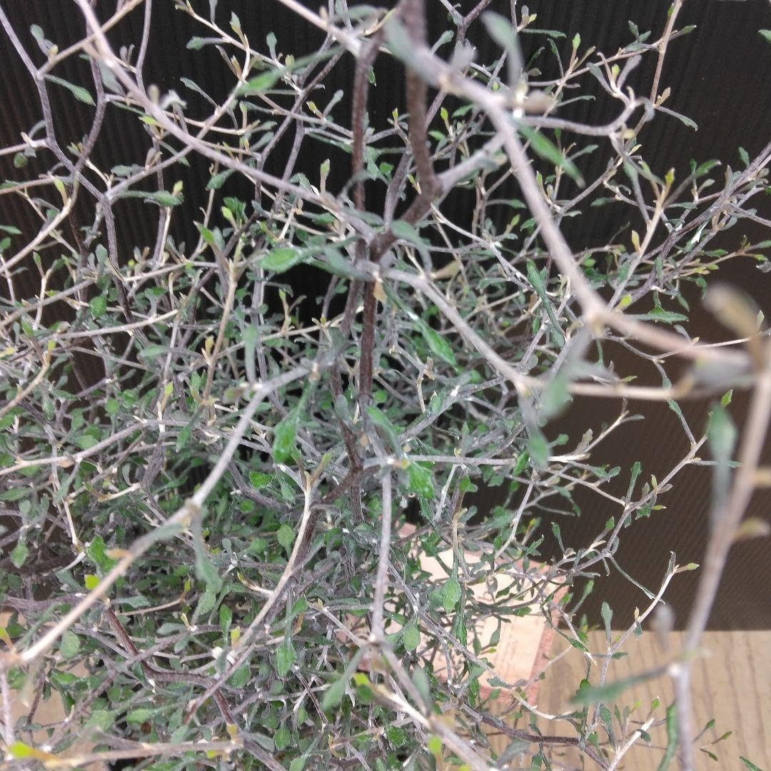 Amazon.co.jp: 珍しい樹形！コロキアワイヤースター観葉植物ボリューム