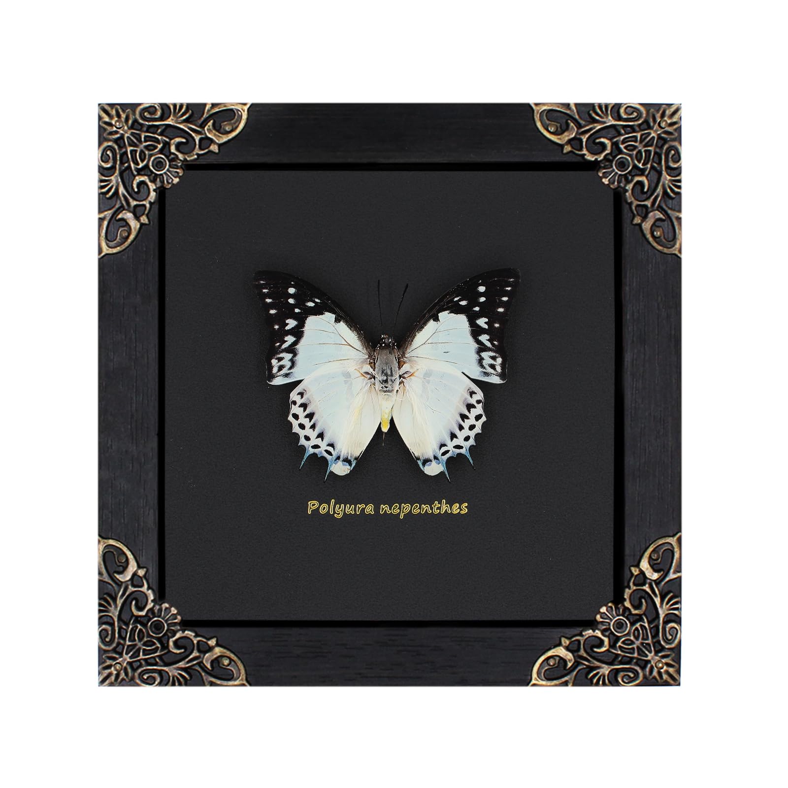 Polyura Nepenthes Butterfly Framed Decoration - Handmade Taxidermy Butterfly Shadow Box Collection, Framed Butterfly Taxidermy for Gothic Home Decor