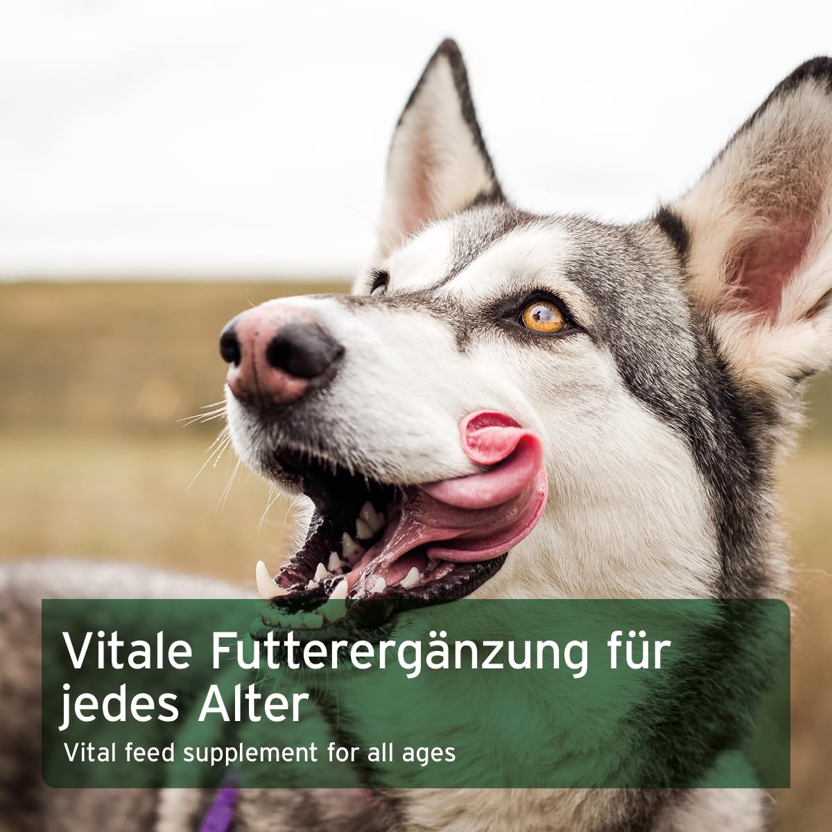 AniForte Barf Zusatz für Hunde Gemüse-Kräuter Vielfalt 5kg - Naturprodukt, Barf Ergänzungsfutter, getreidefrei, glutenfrei, Flocken ohne künstliche Zusätze, 100% Natur Ergänzung barfen, Futter