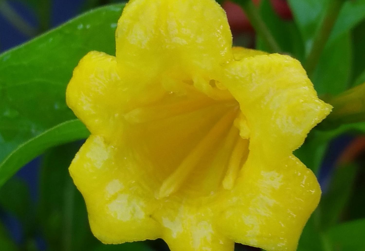 Bahama Firebush - Hamelia cuprea Live Tropical Plant - Yellow Orange Flower - Emerald Goddess Gardens - Starter Sz 4 Inch Pot
