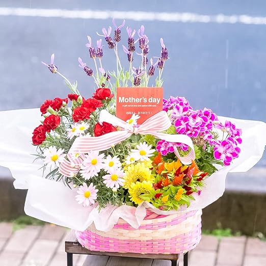 Amazon 母の日 ギフト 店長おまかせ 母の日専用 季節のおまかせ寄せ鉢 鉢花 お任せ種類でバスケットに鉢花が綺麗に寄せ植えされているのでそのまま飾るだけ Lサイズ 5 7種類をおまかせで寄せ鉢 観葉植物 オンライン通販 Amazon 母の日 ギフト 店長おまかせ 母の日専用 季節のおまかせ寄せ鉢 鉢花 お任せ種類でバスケットに鉢花が綺麗に寄せ植えされているのでそのまま飾るだけ Lサイズ 5 7種類をおまかせで寄せ鉢 観葉植物 オンライン通販