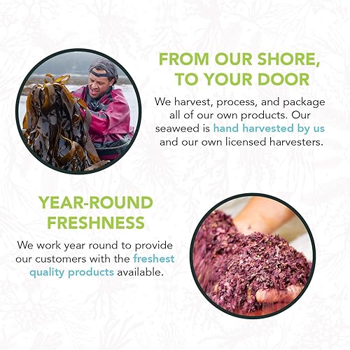 Miniatura 4 de VITAMINSEA Wakame - Algas marinas secas  Algas marinas silvestres del Atlántico Norte para aperitivos, condimentos, sopas y ensaladas  Ricas en