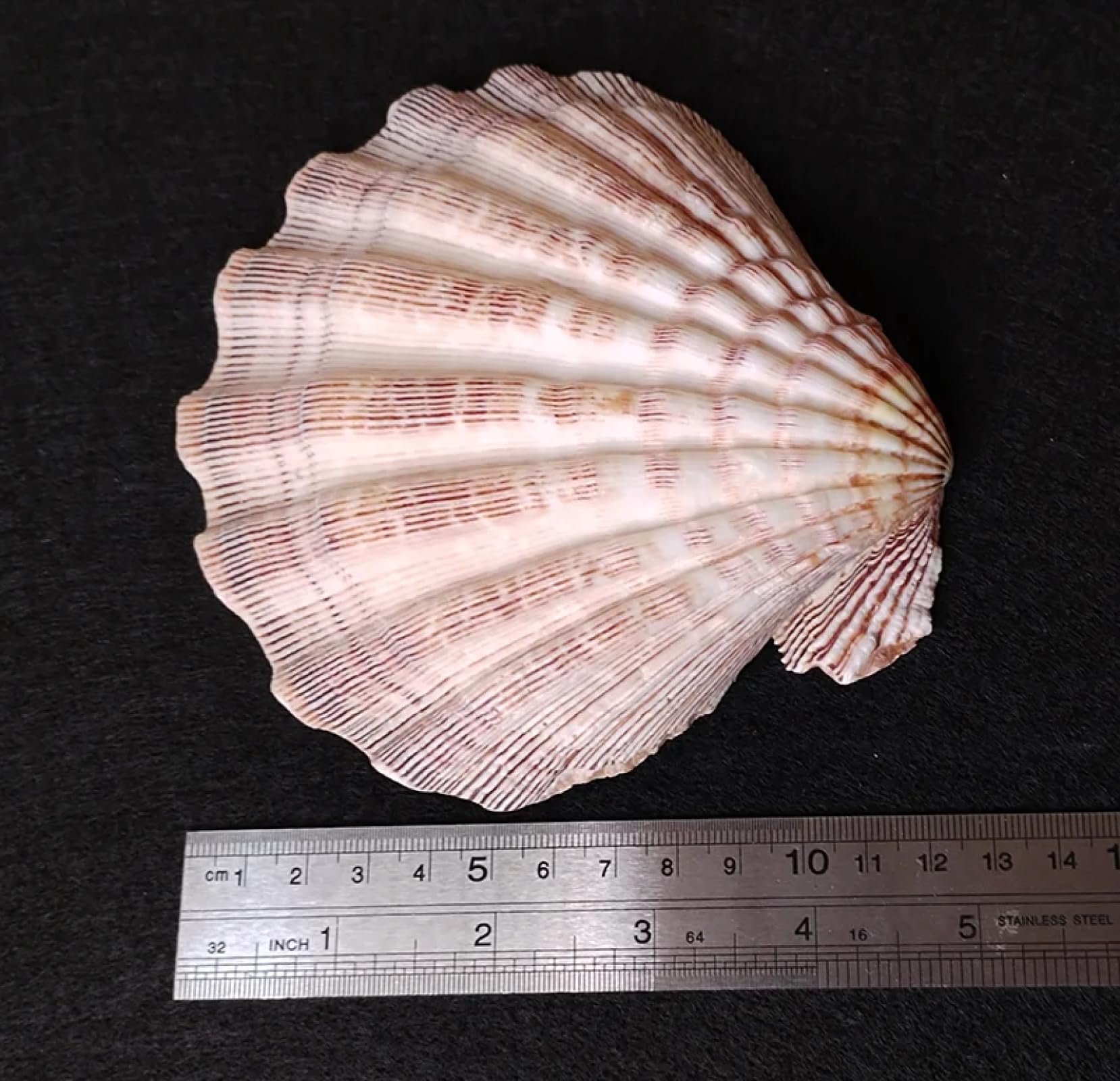 Conchiglie per decorazione, 1 pezzo, 12 cm-15 cm, conchiglie naturali da spiaggia per artigianato, pittura, spiaggia, decorazione di nozze