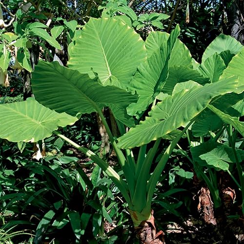 Van Zyverden Orejas de elefante verticales jumbo - Juego de 1 bombilla, follaje de verano, 9-11 pulgadas