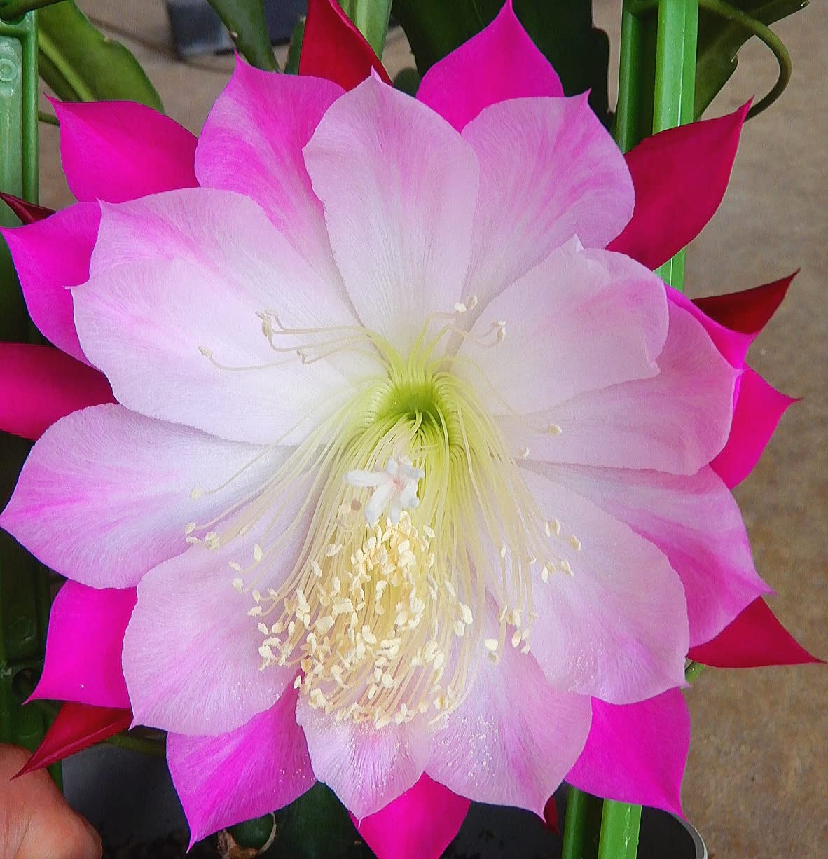 Amazon.co.jp: クジャクサボテン 京花火/きょうはなび（5号）孔雀