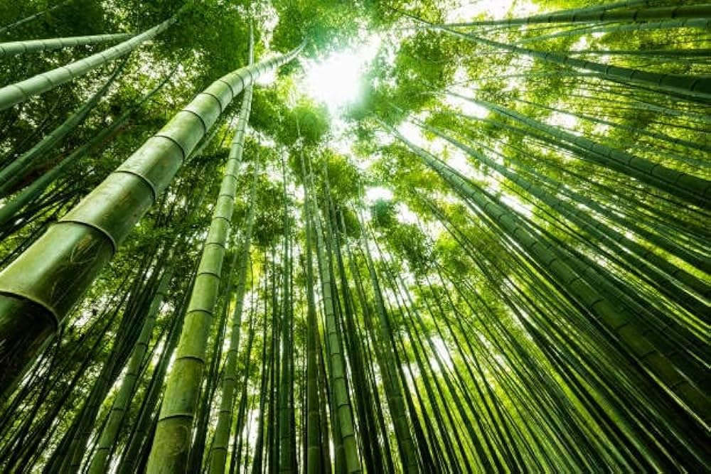 chinese bamboo seed Pack Of 30 (B0CQN1YX6D) Amazon Price History, Amazon Price Tracker