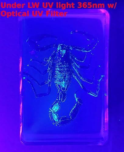 Miniatura 3 de Escarabajo Chafer verde esmeralda de unicornio real de 1.732 in en espécimen de resina de lucita cristalina, insecto Trigonóforo preservado,