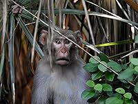 Review Image by Christopher Goodfellow VeritasMH370