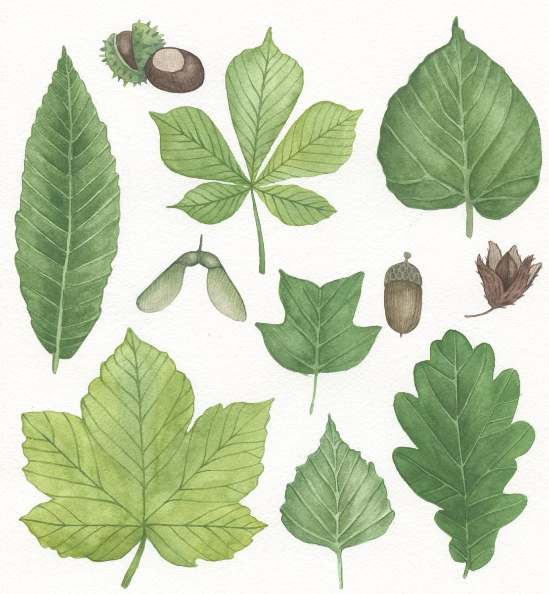 Die große Watercolor Bibliothek: Wundervolle Vorlagen für die schönsten Aquarellmotive