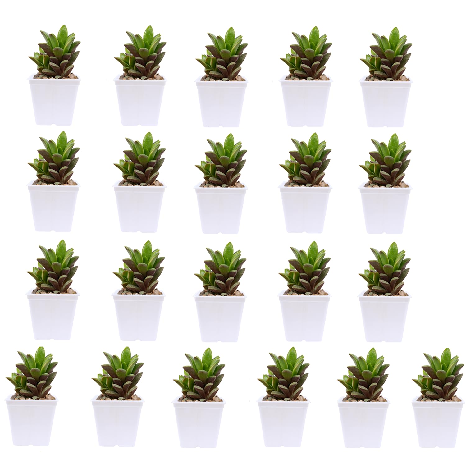 KWEL Square Nursery Pot 5inch Plastic White Color (Pack of 21) (B0BRTVRBJ5) Amazon Price History, Amazon Price Tracker