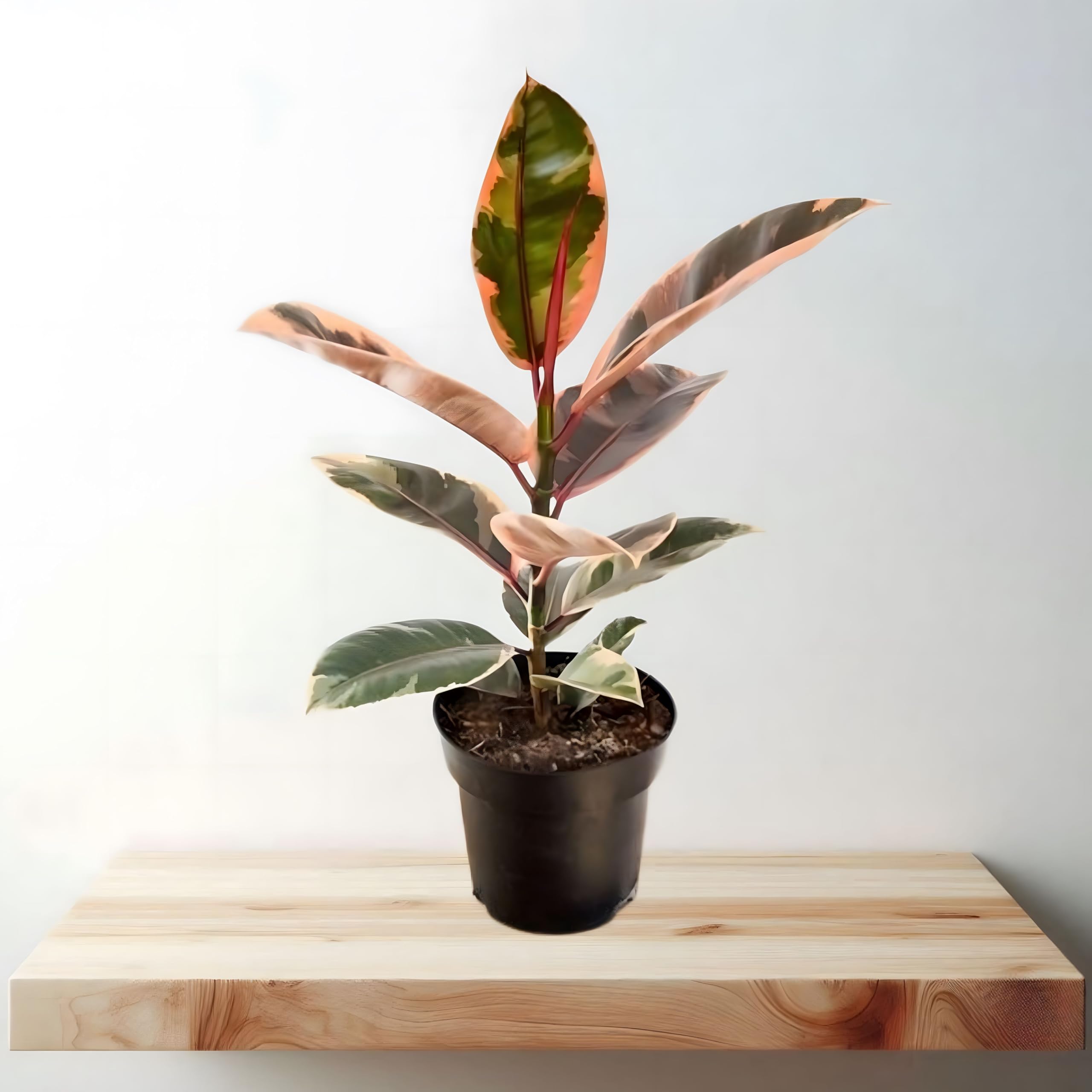TreeGoo Variegated Red Rubber Plant in 4-Inch Black Pot - Low Maintenance, Air-Purifying Indoor Plant for Home & Office Decor (B0D8LJPHXR) Amazon Price History, Amazon Price Tracker