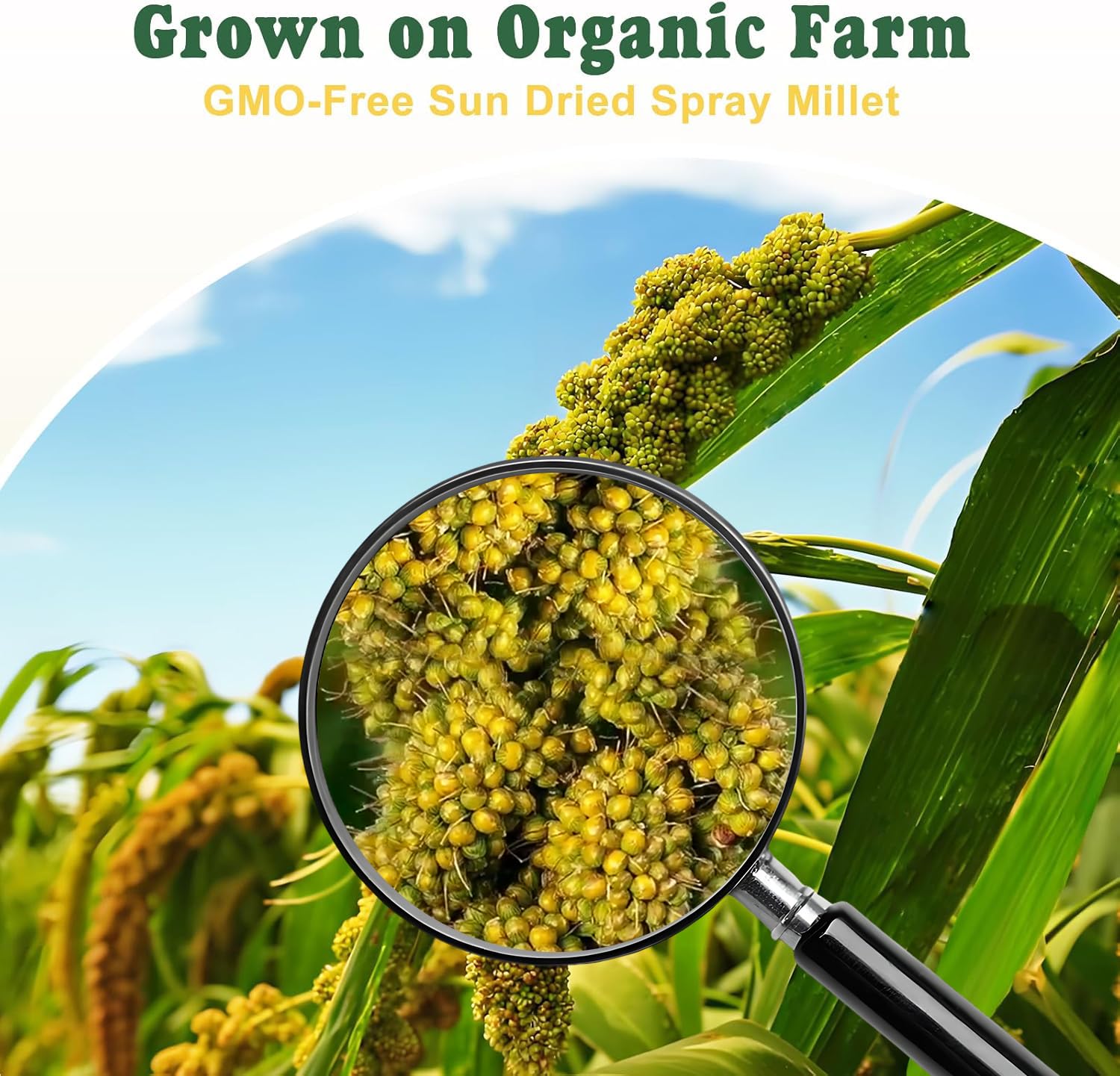 RANZ 5LBS Spray Millet Treat for Pet Birds, Hand-Harvested Bird Snack, Natural Sun-Dried Millet Spray for Parakeets, Parrots, Cockatiels, Lovebirds, Budgies, Finches, Canaries