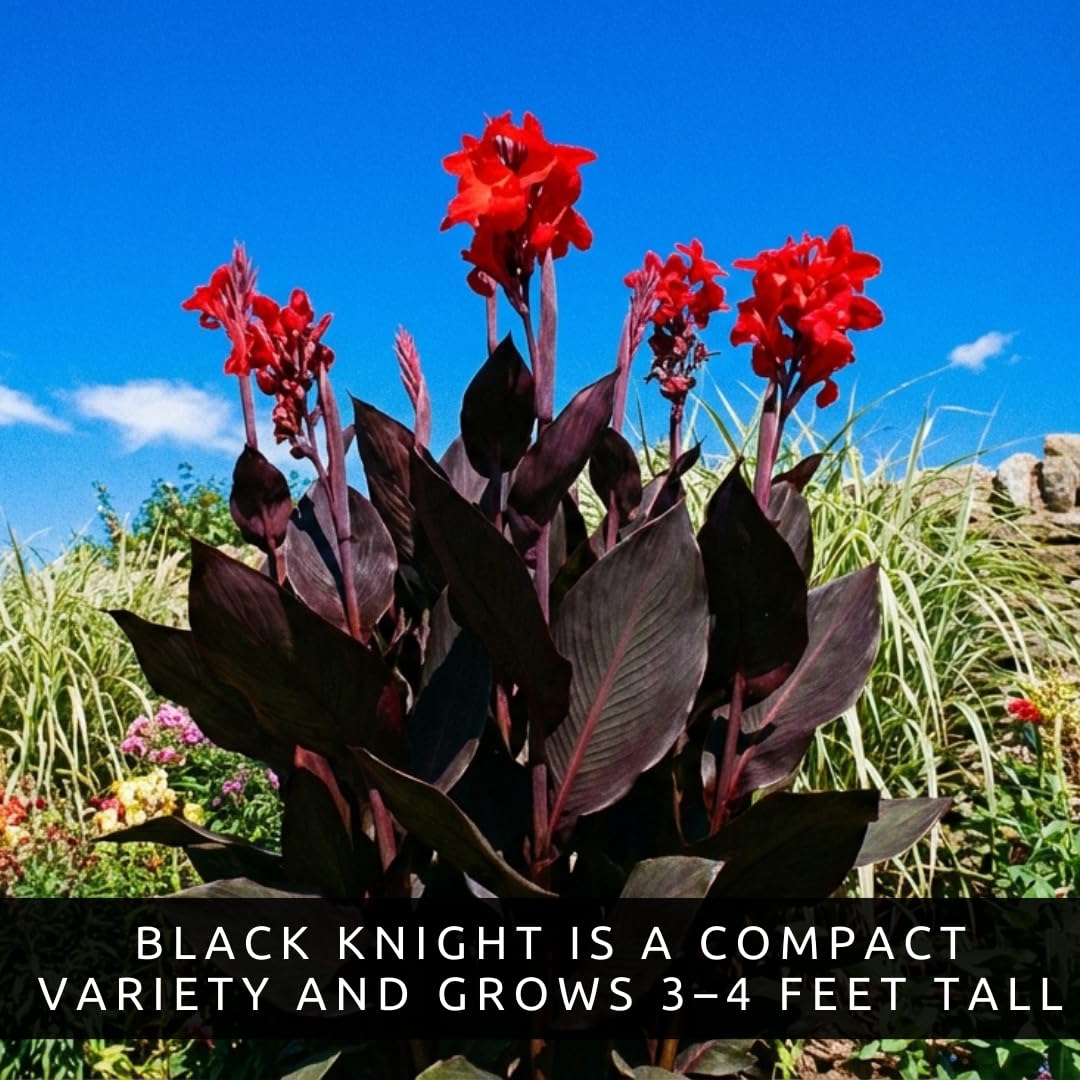 Amazon.com : Black Knight Canna Lily Bulbs for Planting - Tropical Goth  Canna (3 Bulbs) : Patio, Lawn & Garden