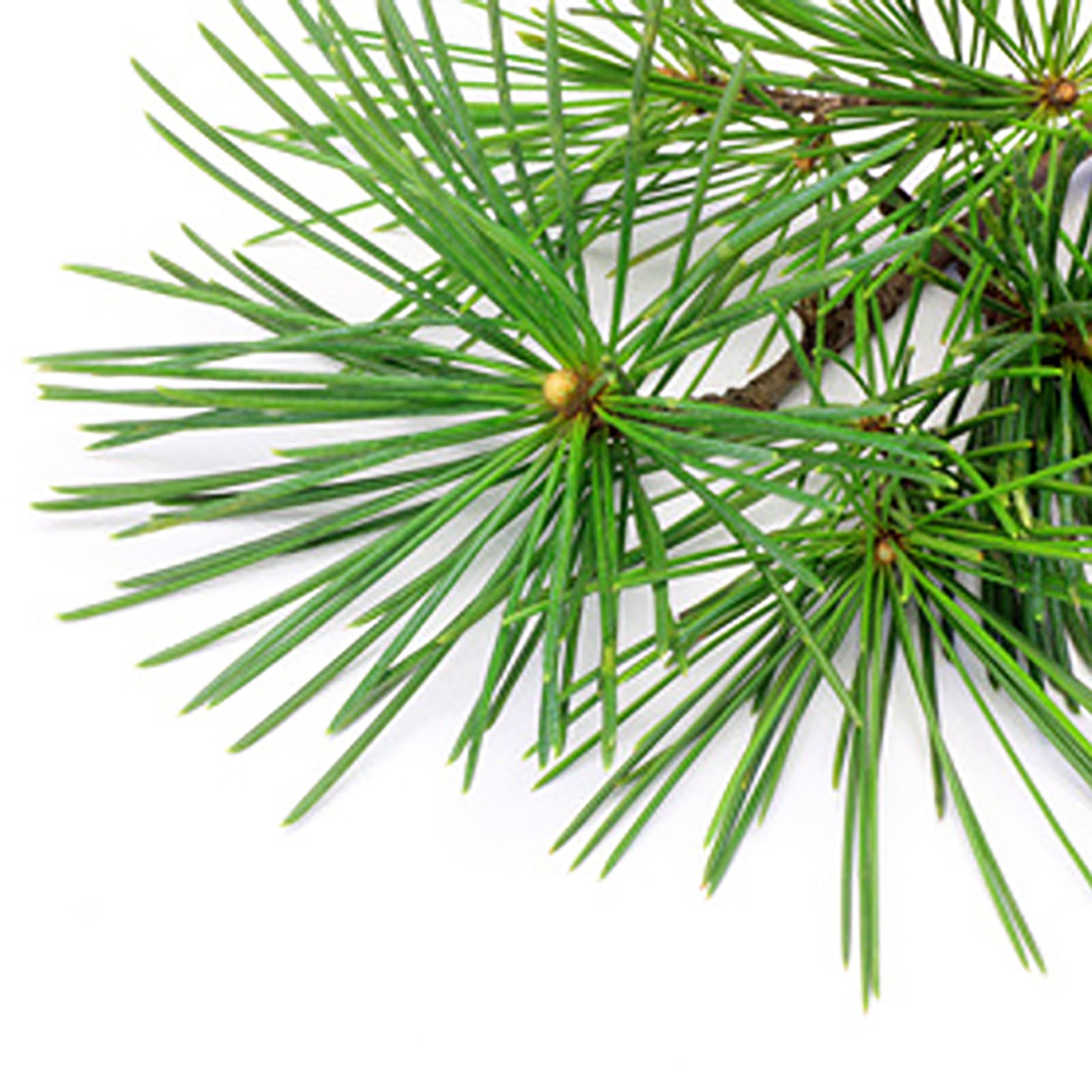 ⭕️特価⭕️黒松　盆栽　新芽でより綺麗に‼️ ⭕️特価⭕️黒松 盆栽 新芽でより綺麗に‼️ ⭕️特価⭕️黒松 盆栽