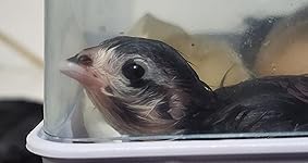 Review Image by Jeffrey Hess Jeffrey Hess