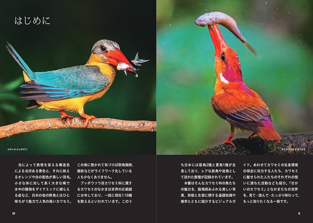 せかいのカワセミ | 小宮輝之, ポンプラボ |本 | 通販 | Amazon