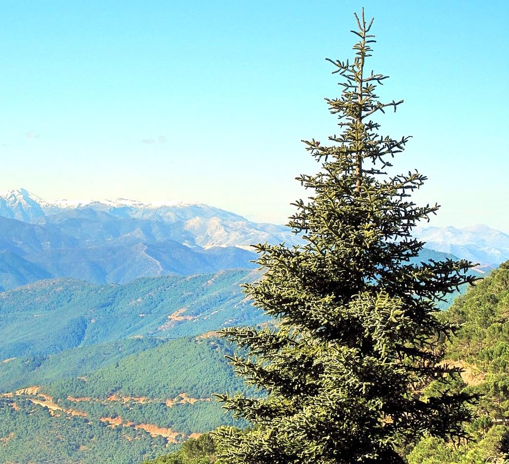 15 Semillas de Pinsapo (Abies Pinsapo), Conífera Nativa de España