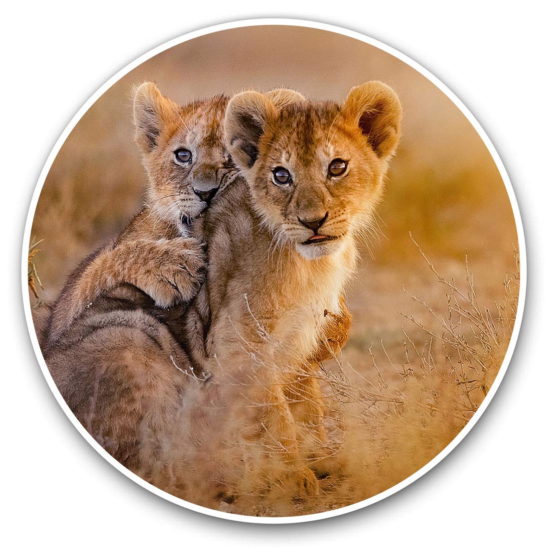 Destination Vinyl Ltd Wild African Lion Cubs Africa Big Cat 14888 Vinyl Stickers (Set Of 2) 7.5Cm - Wild African Lion Cubs Africa Big Cat #14888