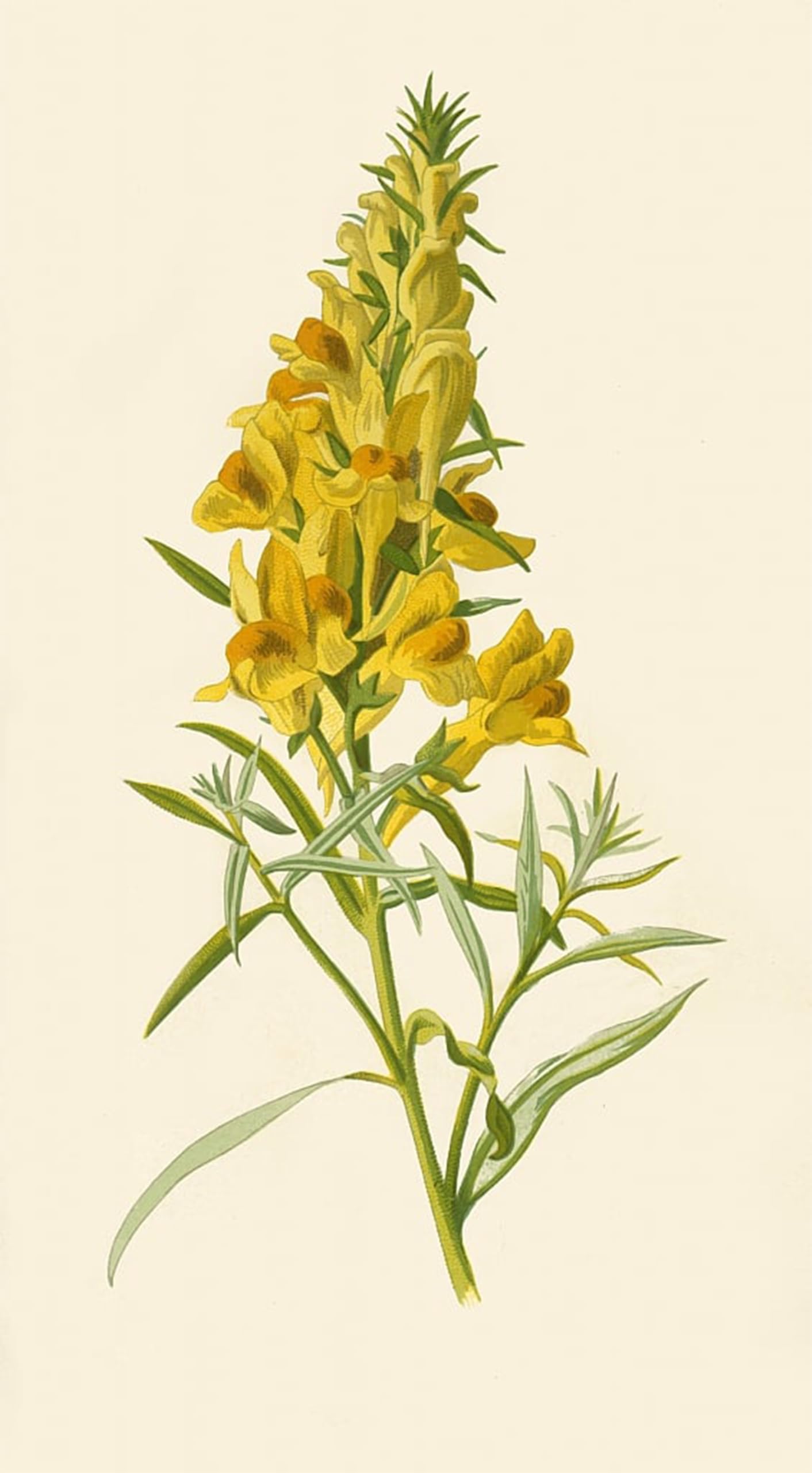 Pintura mural botánica en lienzo Toadflax de 60x90cm de Frederick Hulme 5