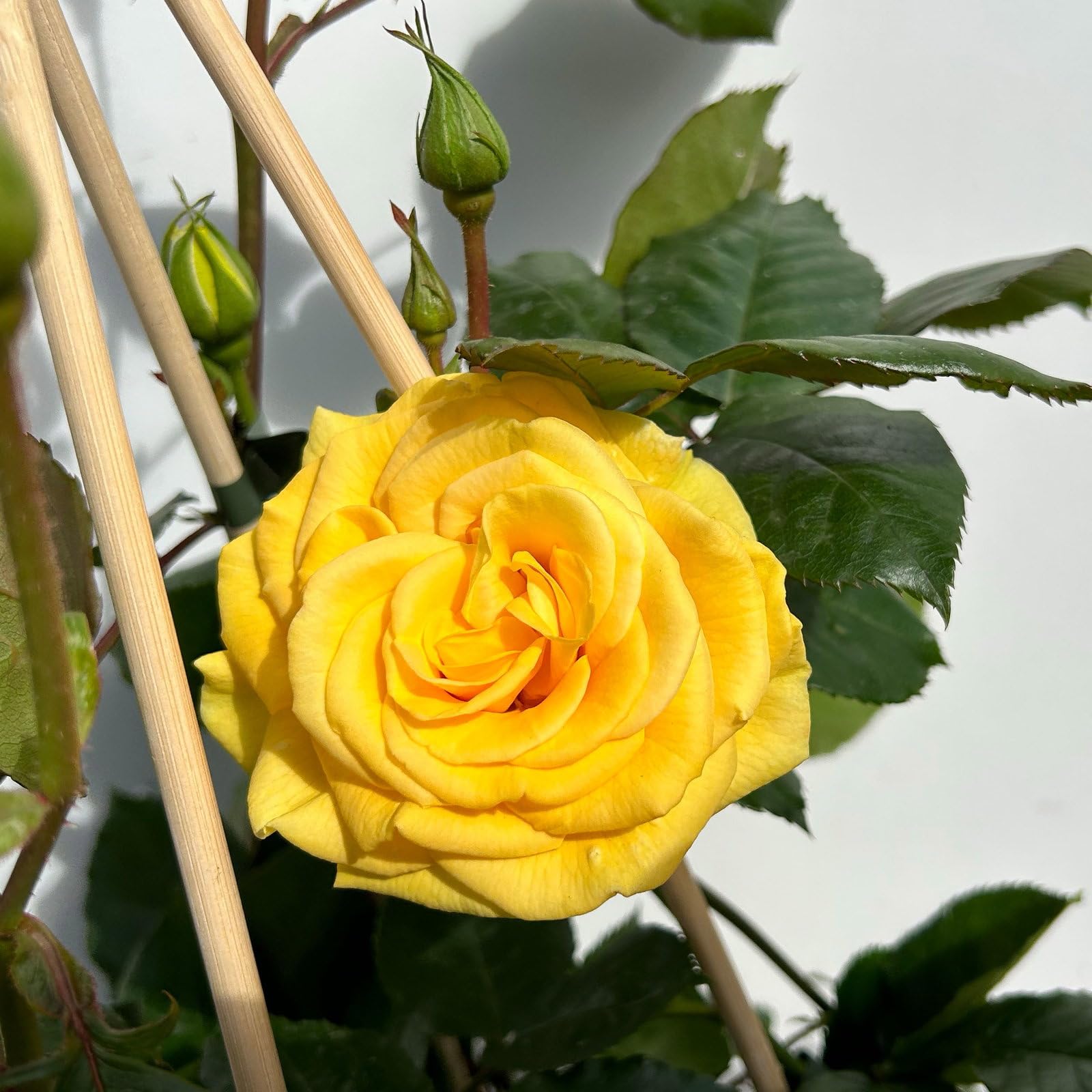 Beetrose „Westart®“ 4er-Set- leuchtend gelb blühende ADR-Topfrose im 6 L Topf - frisch aus der Gärtnerei - Pflanzen-Kölle Gartenrose