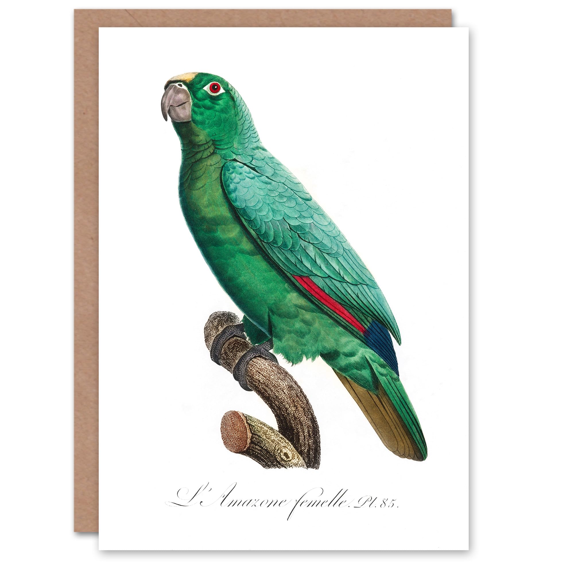 Artery8 Francois Levaillant Art Card Yellow Crowned Amazon Parrot