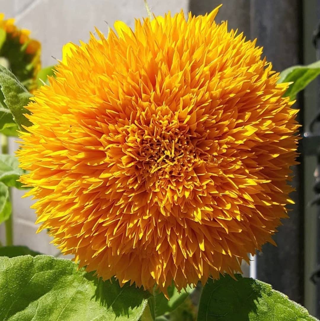Golden Hills Farm Sunflower - Helianthus Teddy Bear 50-107 seeds (B0BP7T6QH2) Amazon Price History, Amazon Price Tracker
