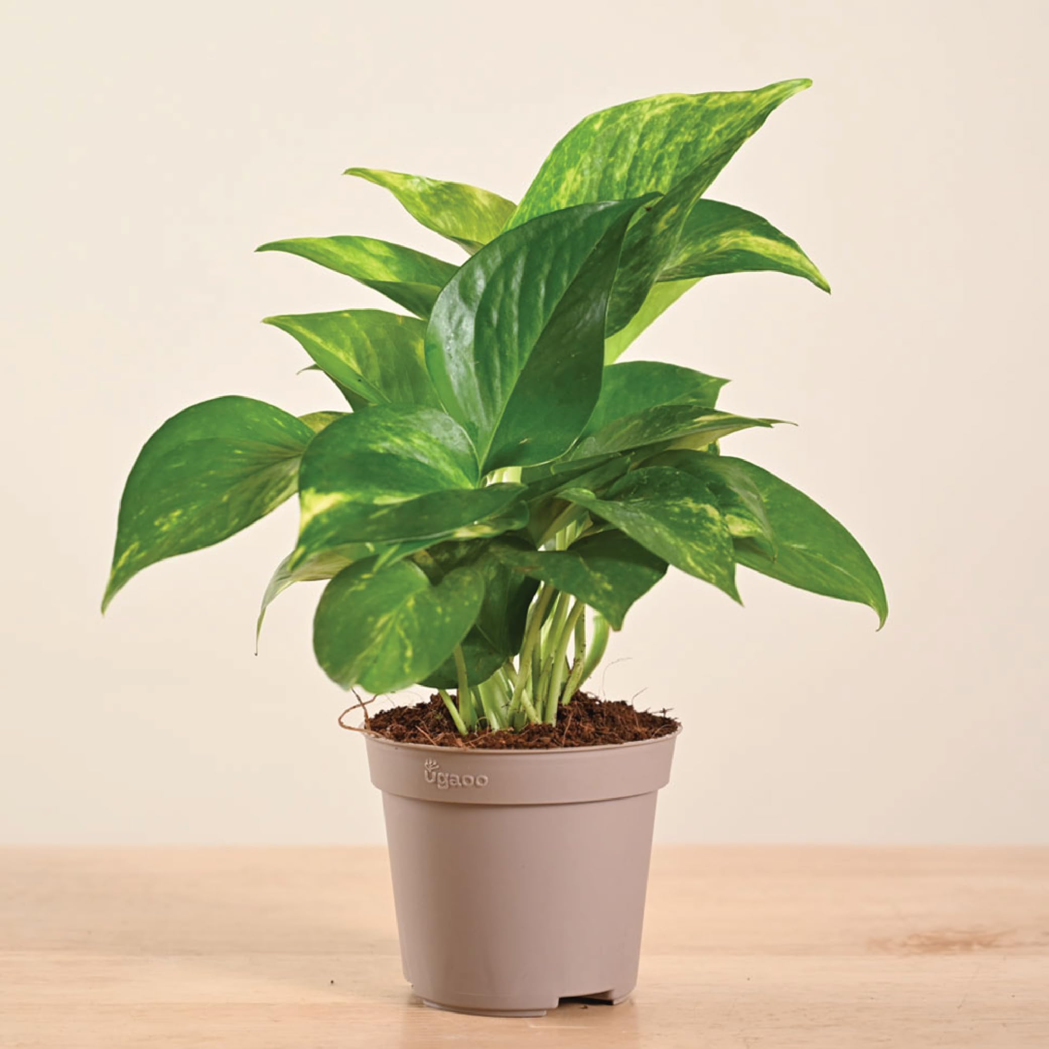 Ugaoo Good Luck Money Plant Variegated Live Plant With Grow Pot