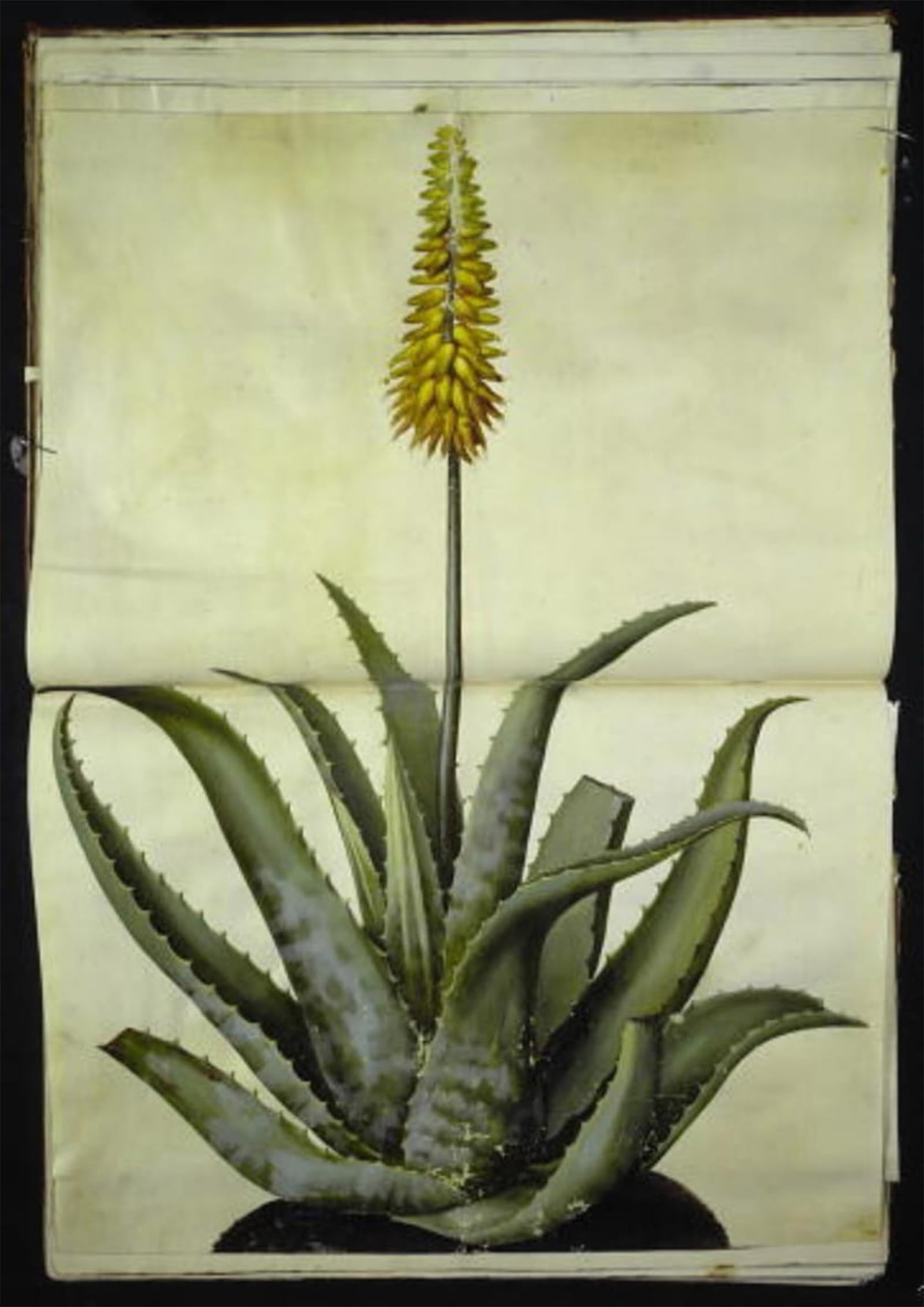 ARTXLXXBN Famous Print Painting Colorful Art Print Aloe Vera by Hans Simon Holtzbecker Canvas Art Decorations for Home Decor 60x90cm