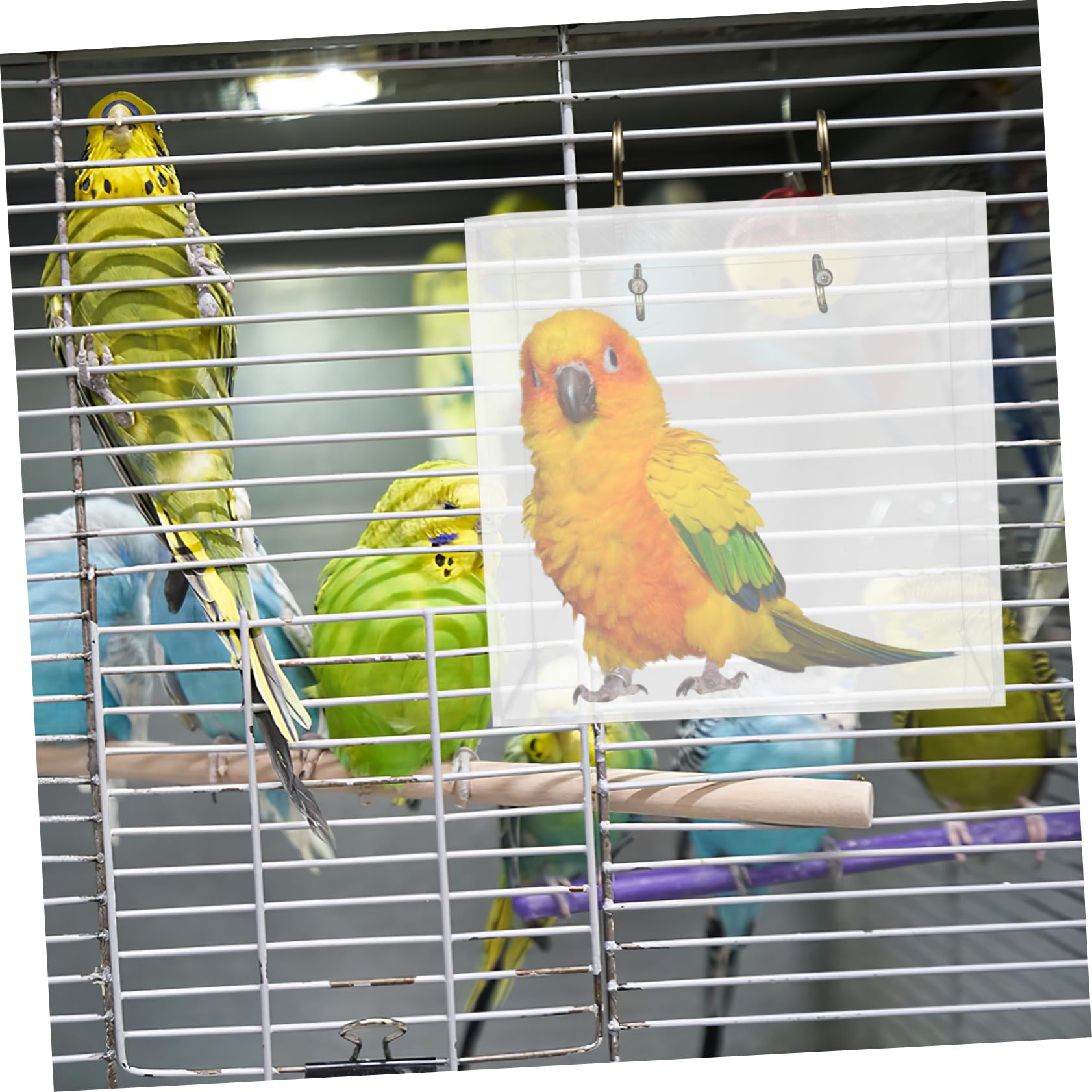 POPETPOP Acryl Vogelbad für Wellensittiche und Papageien, Abnehmbar