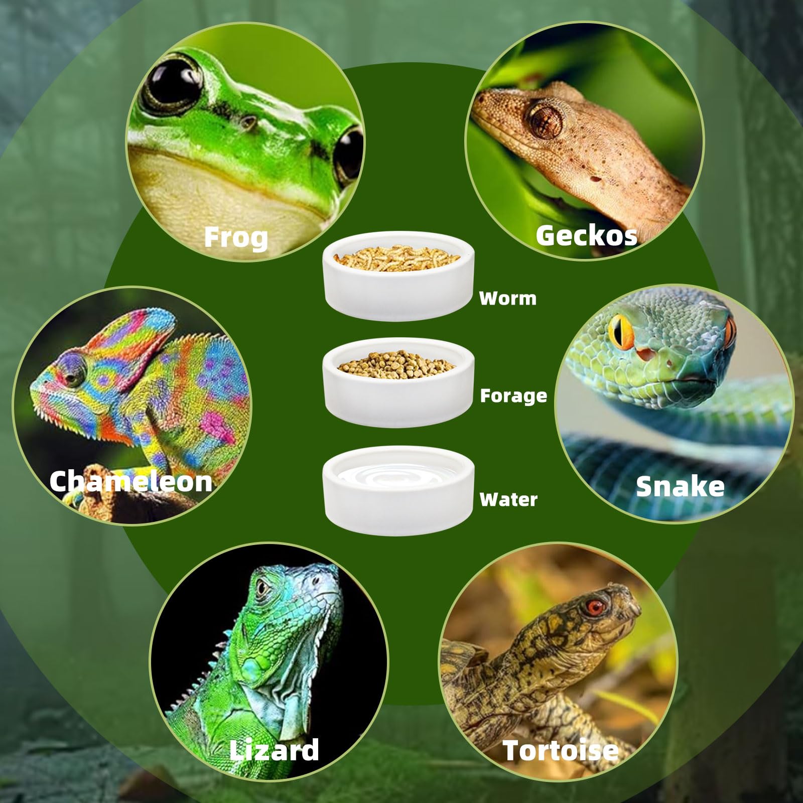 Mangeoire anti-éclatement en céramique pour petits animaux - Pour lézard, grenouille, serpent, tortue, gecko, hamster - Gamelle pour évasion alimentaire - Bol d'eau pour reptiles (M)