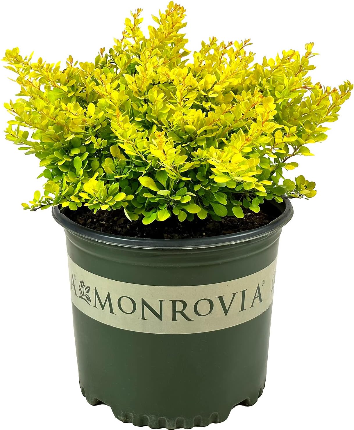 Golden Nugget Dwarf Japanese Barberry - 3 gal - Monrovia - Deciduous Shrub - Golden Yellow Foliage - Compact - Zones 4-8 - Berberis thunbergii 'Monlers' - 3 Gallon