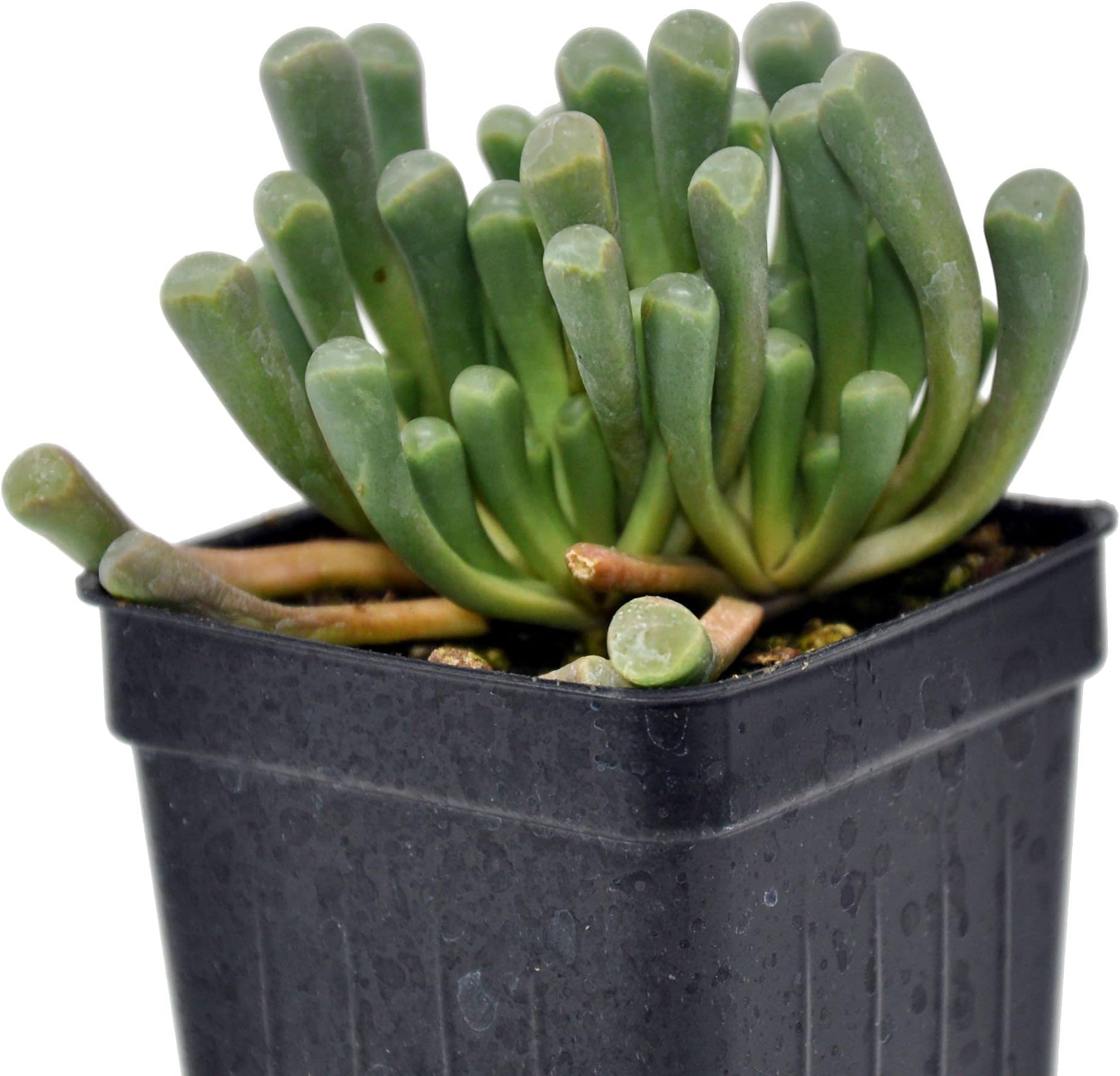 Succulent, Fenestraria aurantiaca, Baby Toes, 3" (2.6x3.5")