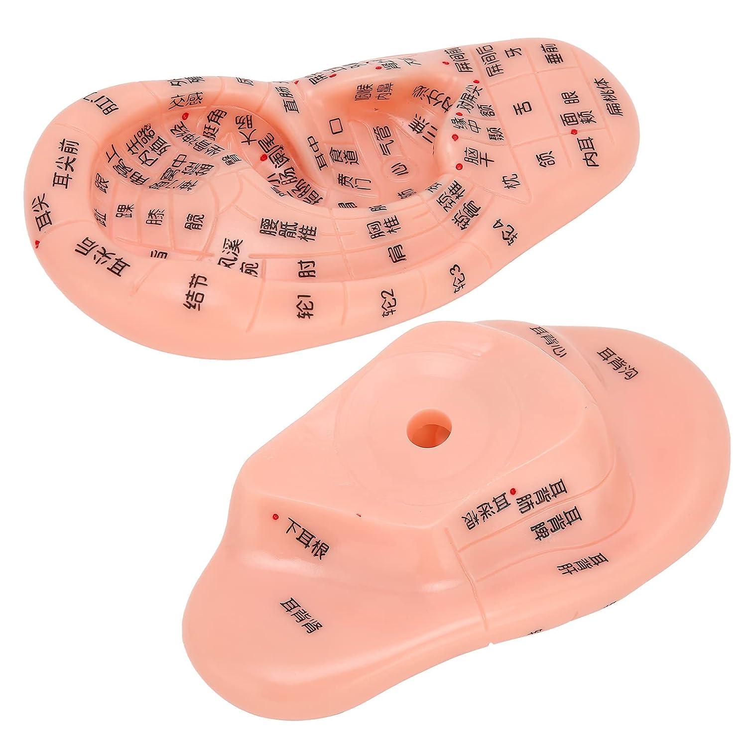 Ear Reflexology Model, Ear Acupuncture Training Tool with Seeds and Massage Features for Human Zones