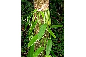 Vanilla Bean Orchid Live Plant 10 Inches Rooted Stem Vanilla Planifolia
