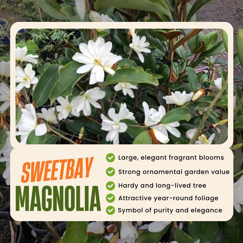 Sweetbay Magnolia Plant Live, 6-12 Inch Tall, Magnolia Tree in 2.5” Pot, Flowering Ornamental Tree