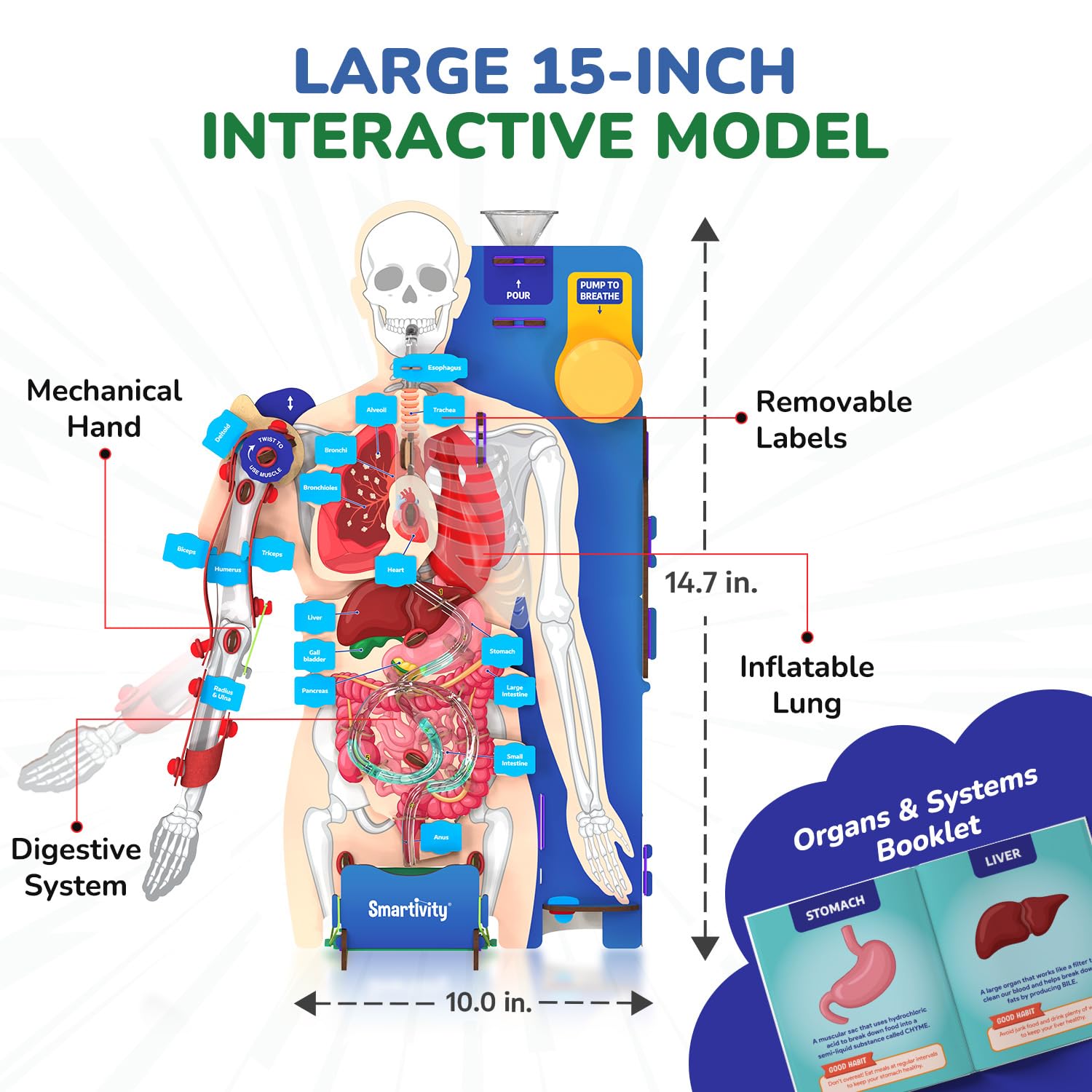 Smartivity Interactive Human Body Model for Kids 8-14 Years — Amazon image 5