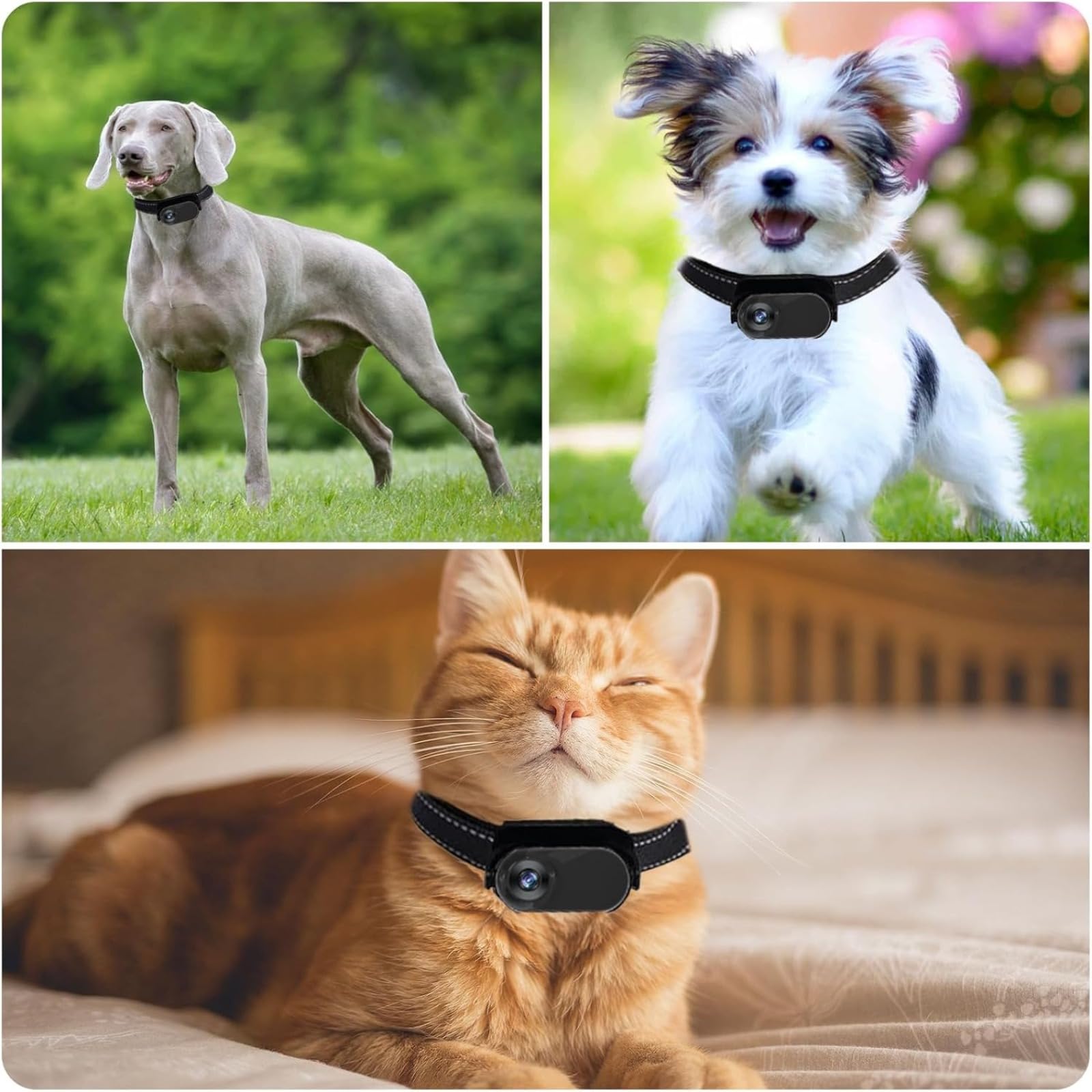 Telecamera da Collare per Cani con Scheda SD da 32 GB, Telecamera WiFi da Collare per Gatti, Telecamera d'azione Senza Fili, Mini Telecamera per Uso Interno ed Esterno