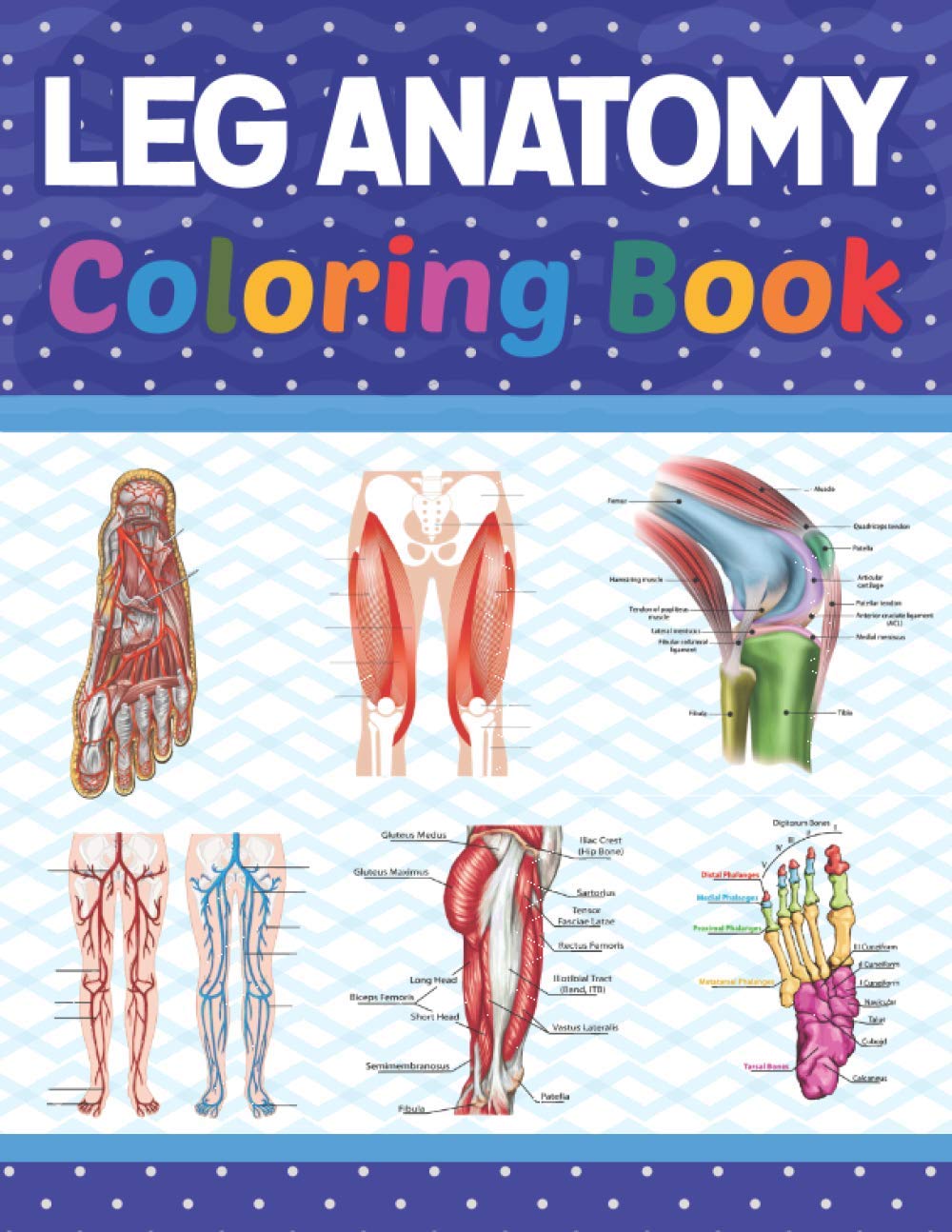Leg Anatomy Coloring Book: Human Leg Anatomy Self test Guide for Anatomy Students. Leg Art & Anatomy Workbook for Kids & Adults. Perfect Gift for ... Coloring Book for Kids Boys Girls Teens.