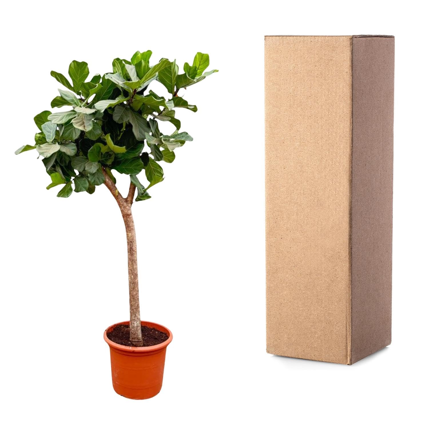 Ficus Lyrata Natural, Roślina pokojowa, zielony, 230 cm, ø40-45 cm