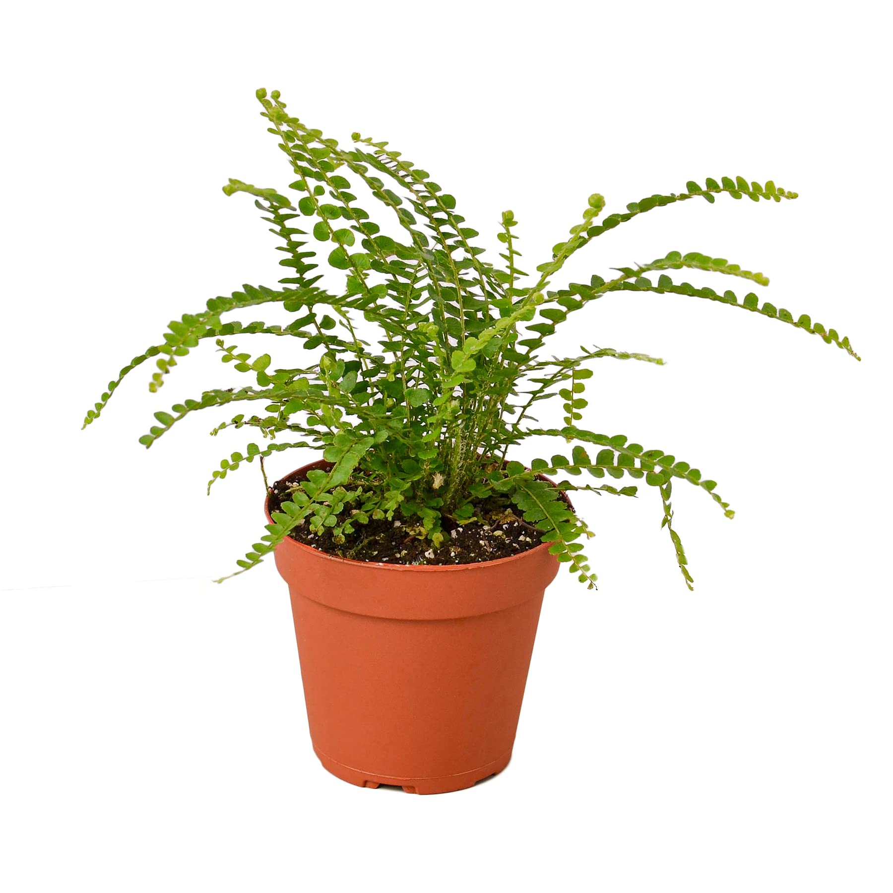 Lemon Button Fern by House Plant Shop