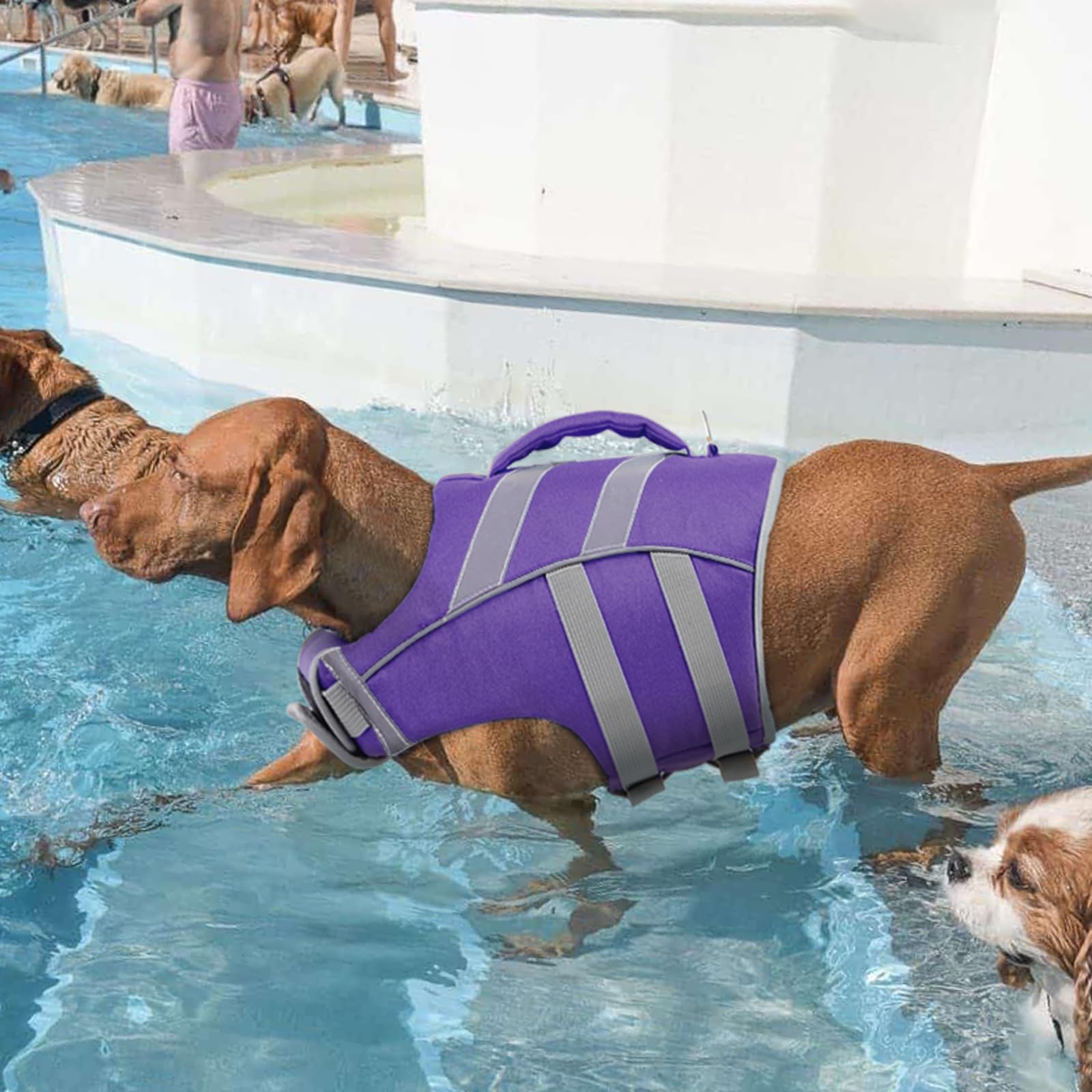 Zwemvest hond Hondenzwemvest kattenzwemvest 8-15kg - Montagne Watersport Zwemvest hond Hondenzwemvest kattenzwemvest 8-15kg - Montagne Watersport