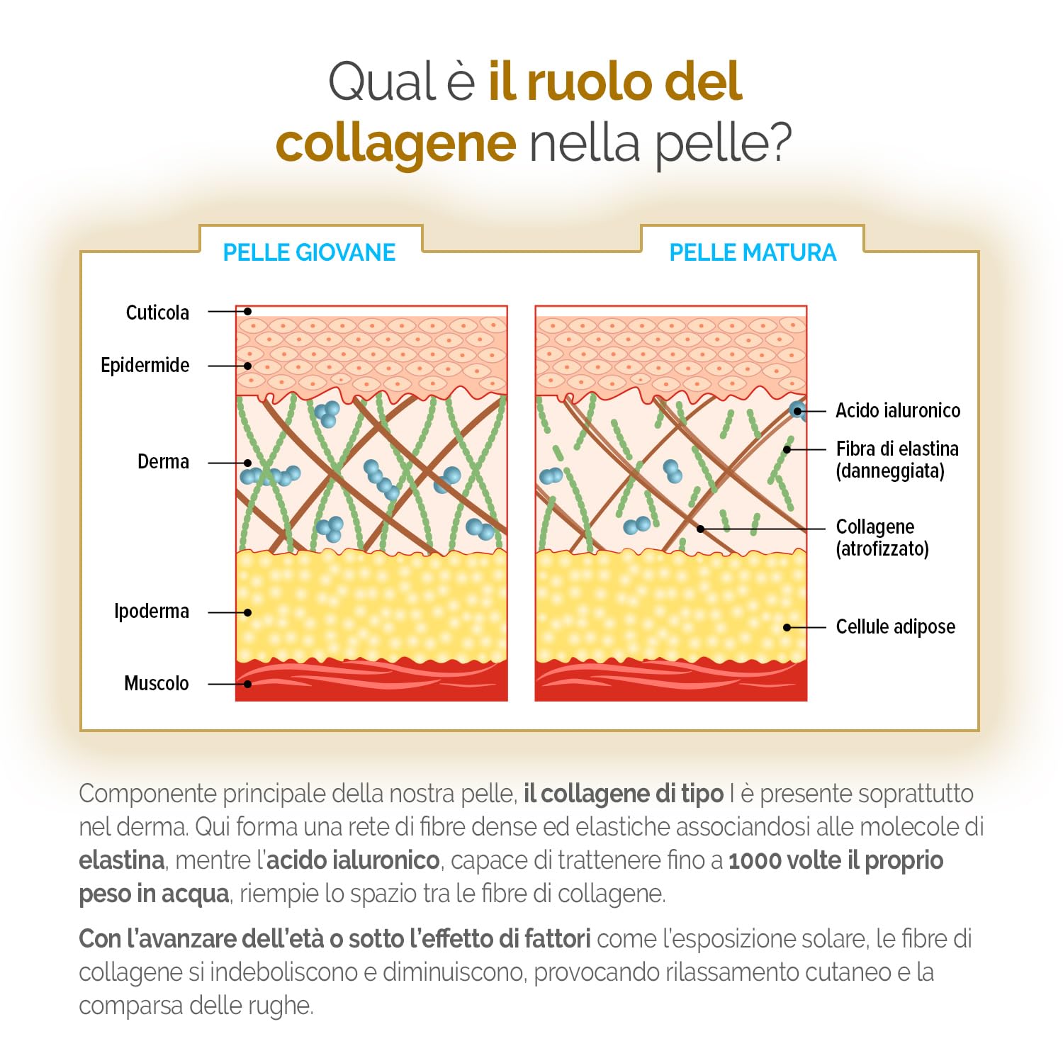 DERMASSENTIEL COLLAGENE PUR | Rimpolpa e Rassoda | Cura 50 giorni | Collagene marino idrolizzato Peptan® brevettato | Peptidi di collagene tipo I, efficacia clinica | Laboratoire THERASCIENCE