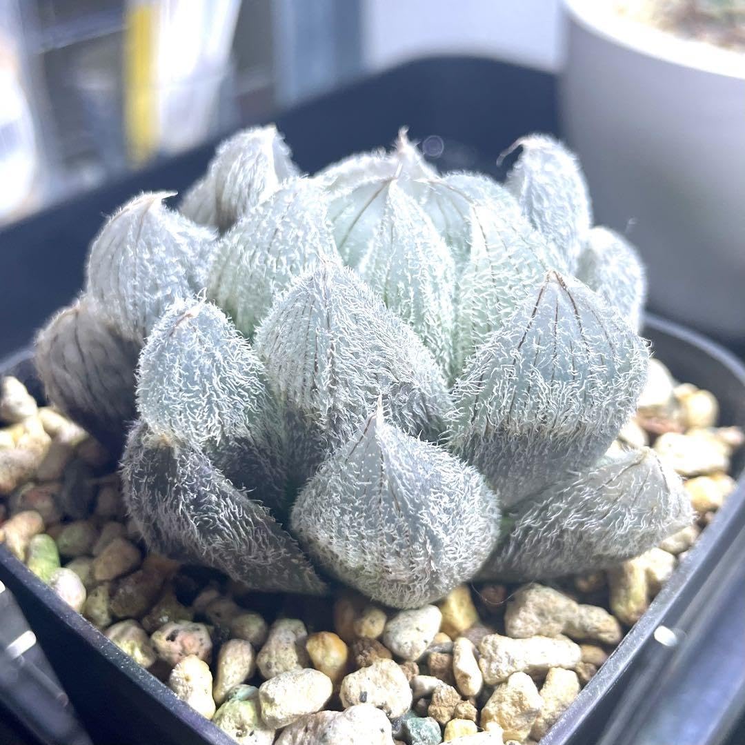 Amazon.co.jp: ハオルチア ベヌスタ venusta Tan 最大種 多肉植物 