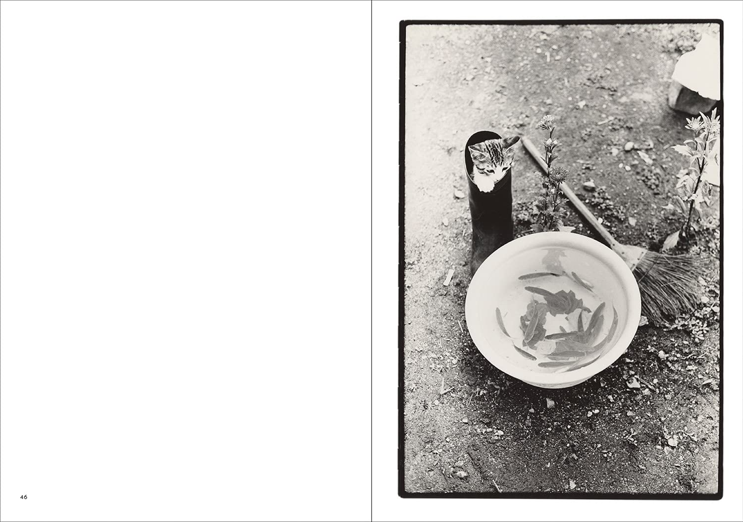 Sasuke - Masahisa Fukase