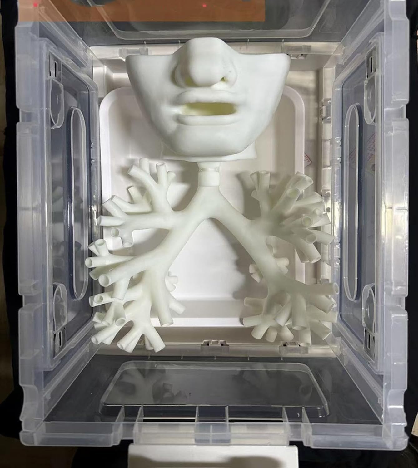 Model szkoleniowy bronchoskopii, ludzki układ oddechowy, krtań, tchawica | Bronchoskopowy model anatomiczny drzewa oskrzelowego, zestaw włókien oskrzelowych, do nauki pielęgniarstwa w szkole(2)