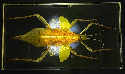 Miniatura 405 de Escarabajo de algodoncillo azul cobalto real de 1.732 in en espécimen de resina de lucita cristalina, insectos, insectos preservados, colección