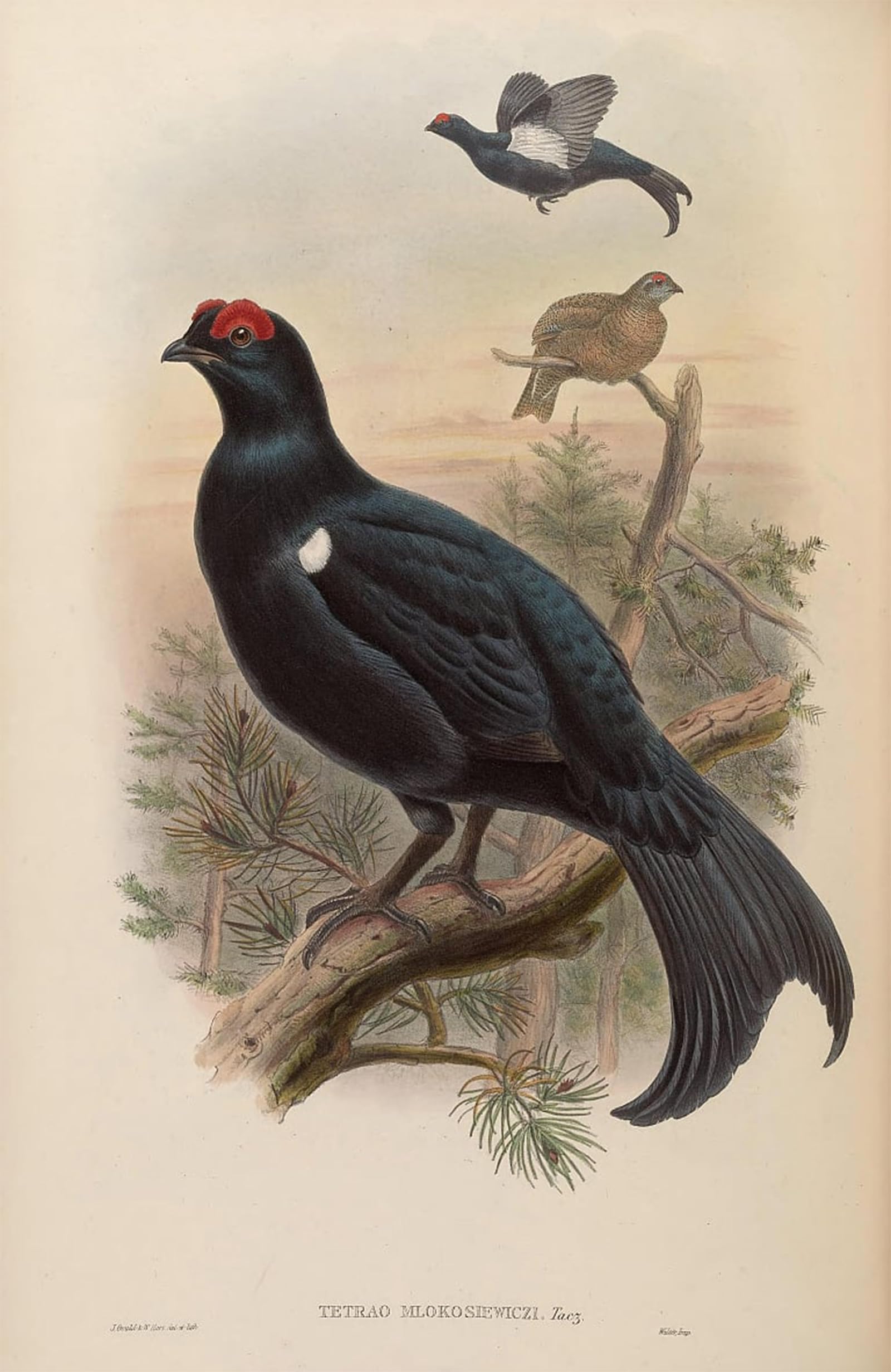 SERENDIPITP Vintage Wall Art Canvas Nordic Poster Canvas Print Picture Animal Bird Tetrao Mlokosiewiczi by John Gould Wall Art Poster for Home Decor 60x90cm