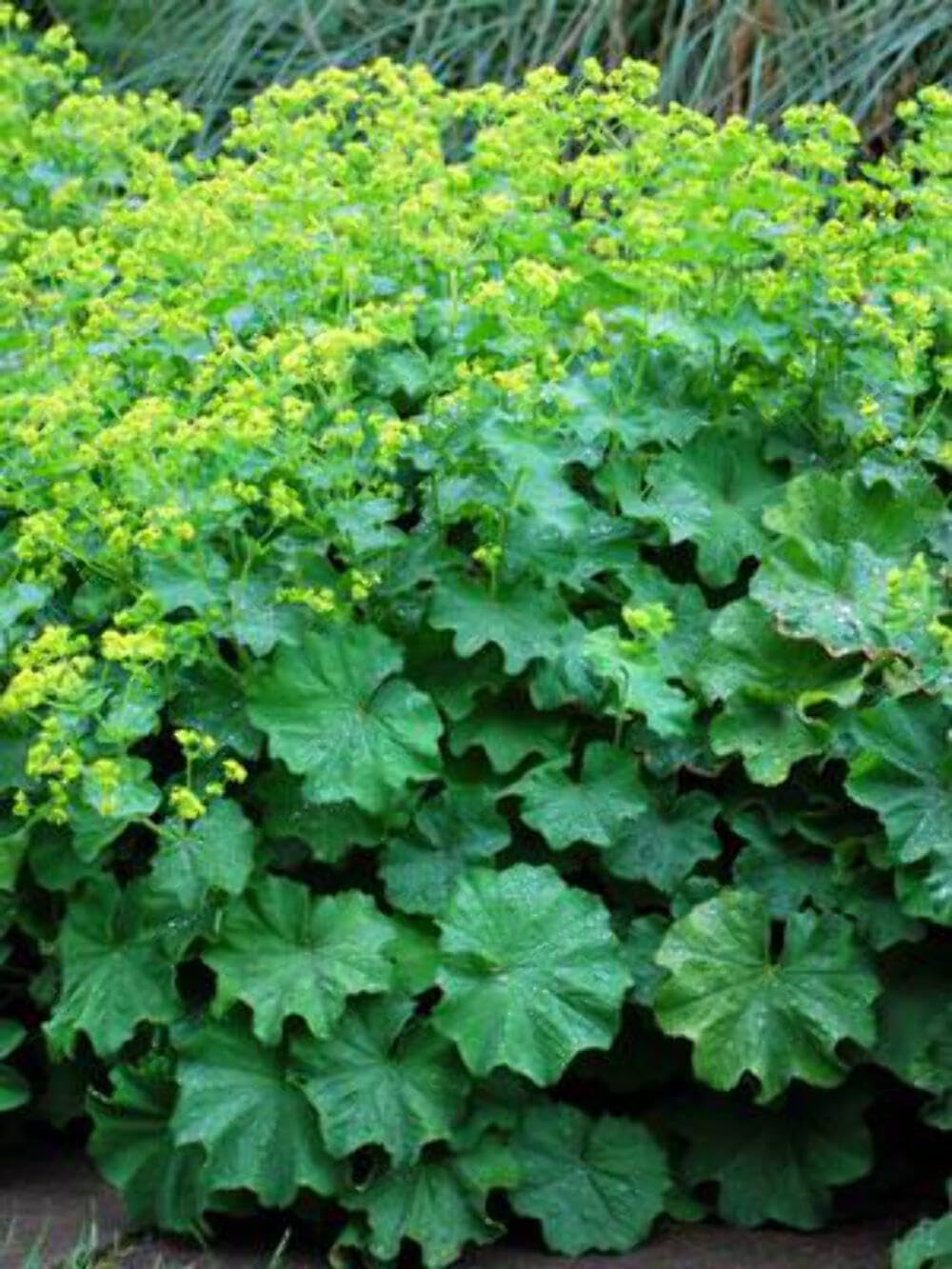 Perennial Farm Marketplace Alchemilla mollis (Lady's Mantle) Groundcover, Size-#1 Container, Light Green Foliage