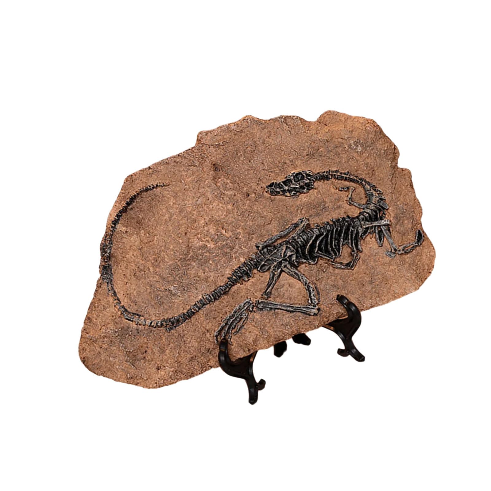 PANGBOER Estatua realista de esqueleto de dinosaurio, fósiles, resinas, adorno para escritorio, estante de libros, exhibición y colección