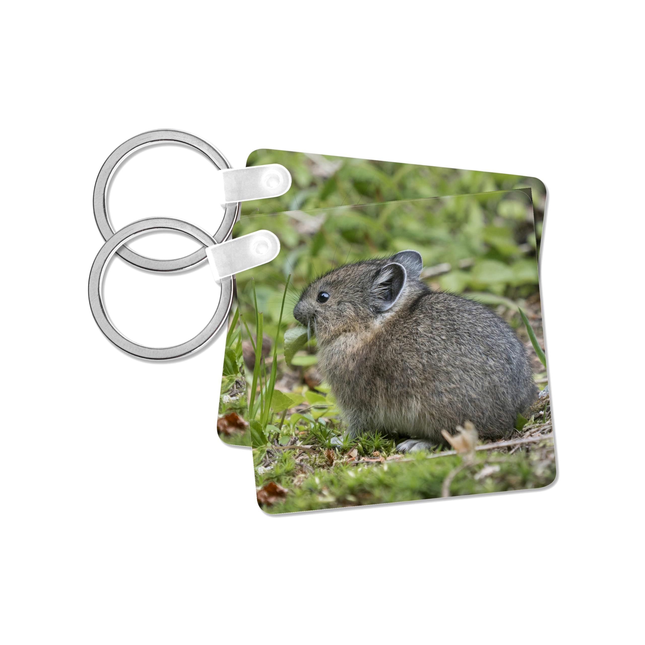 3dRose, USA. Mt. Rainier N.P. Young American pika feeding., set of 2 Key Chains